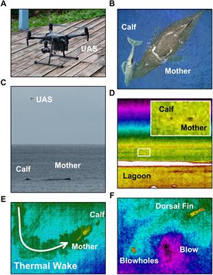 Doctor Drone: Non-invasive Measurement of Humpback Whale Vital Signs Using Unoccupied Aerial System Infrared Thermography